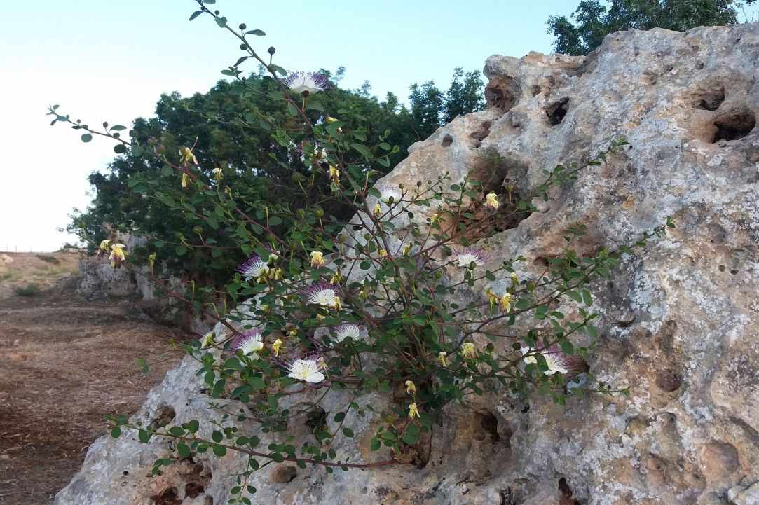 Caper plant