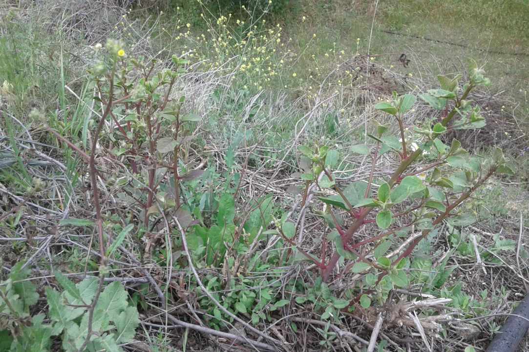 "Kapari" - Caper plant gallery image 3