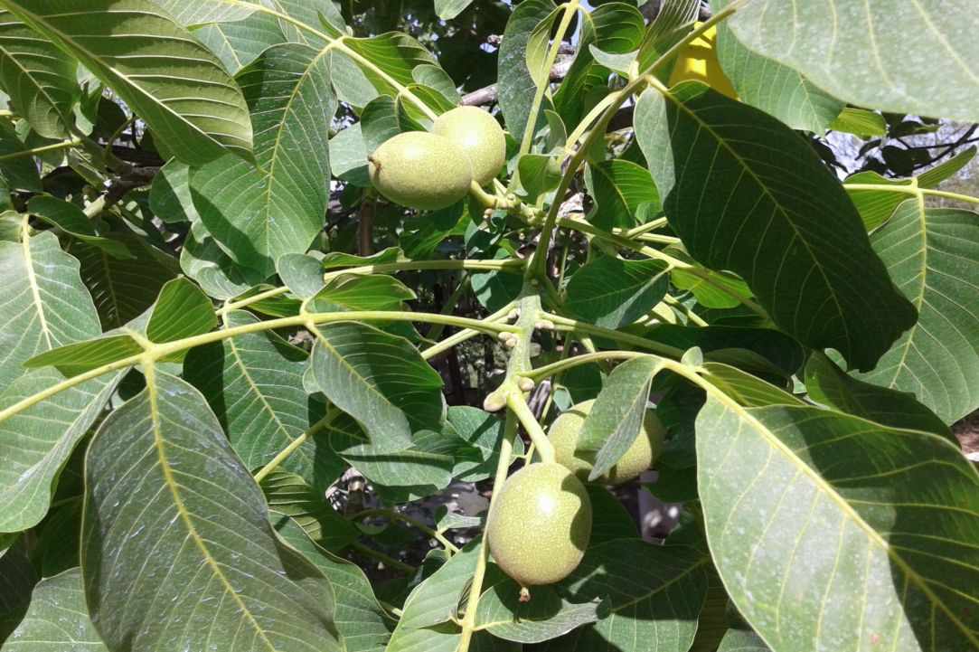 "Karidaki glyko" - sweet walnut