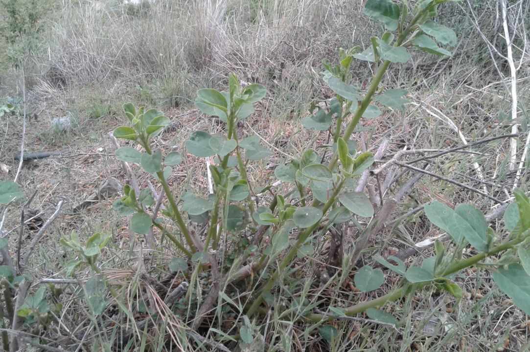 "Kapari" - Caper plant gallery image 4