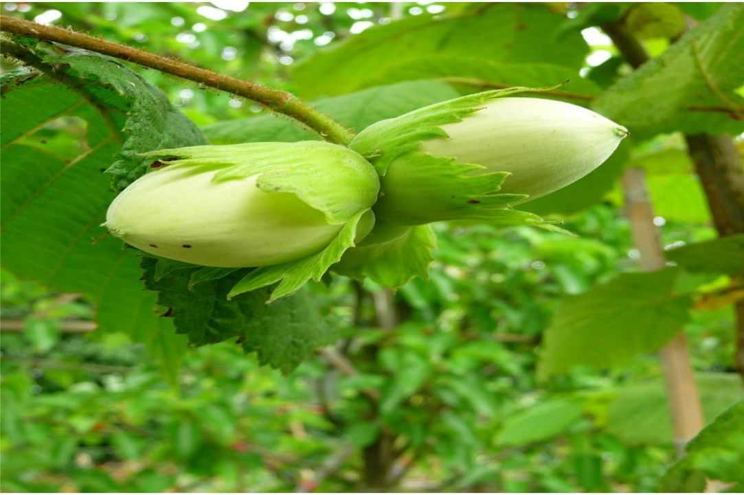 Hazel tree festival in Platanistasa Village gallery image 4