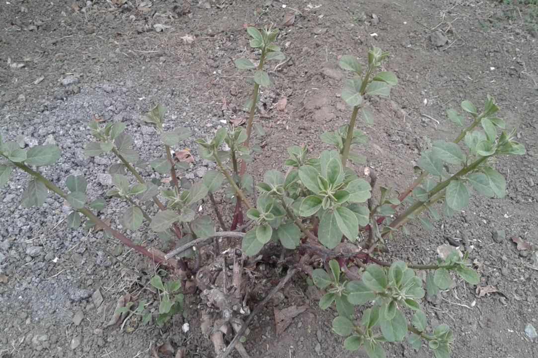 "Kapari" - Caper plant gallery image 5