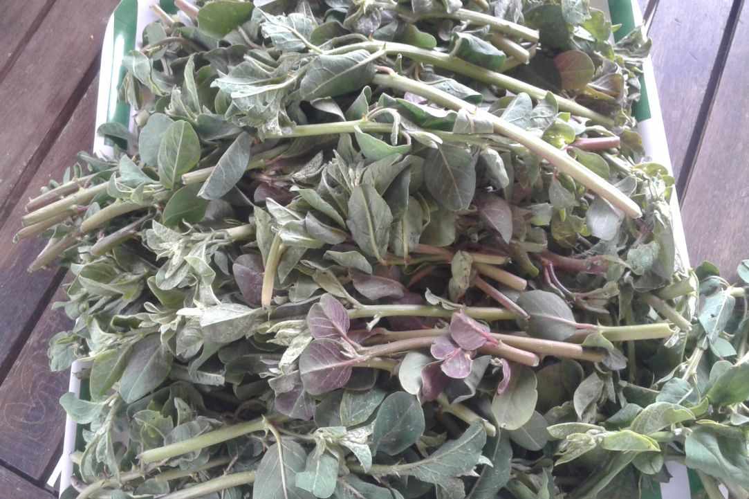 "Kapari" - Caper plant