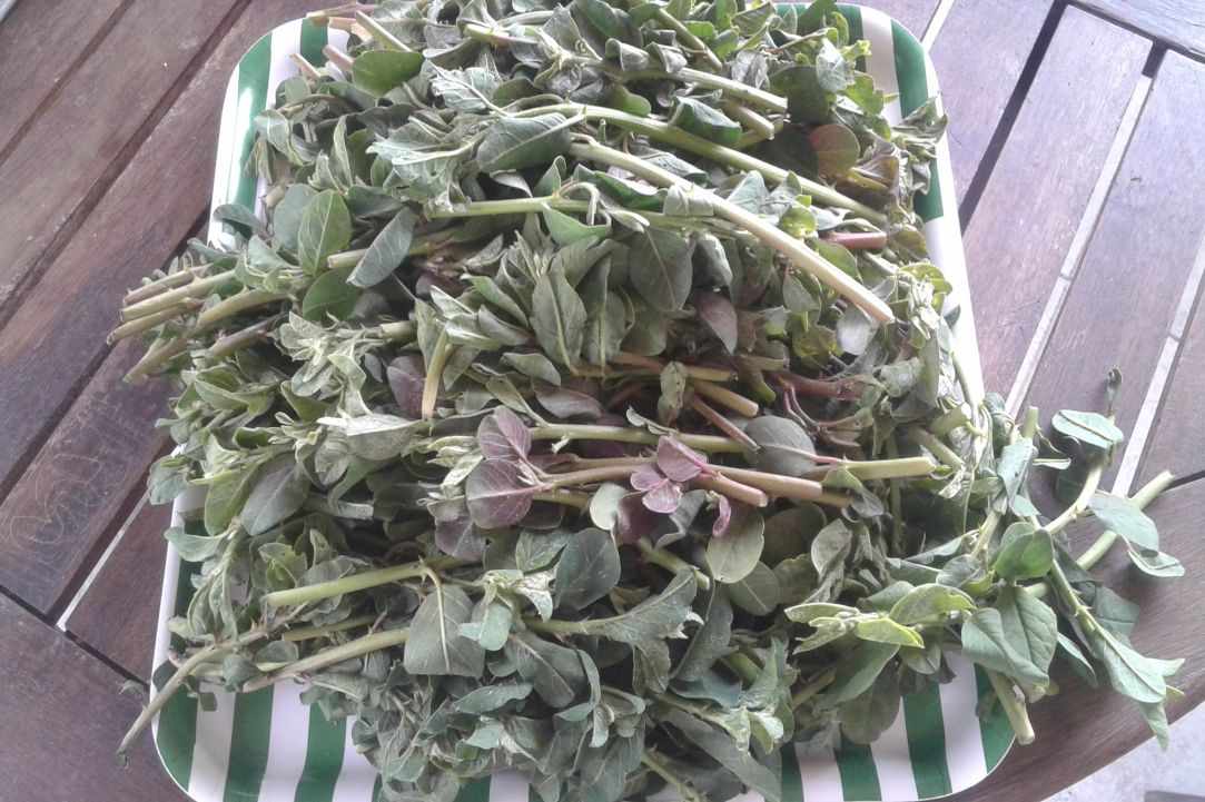 "Kapari" - Caper plant
