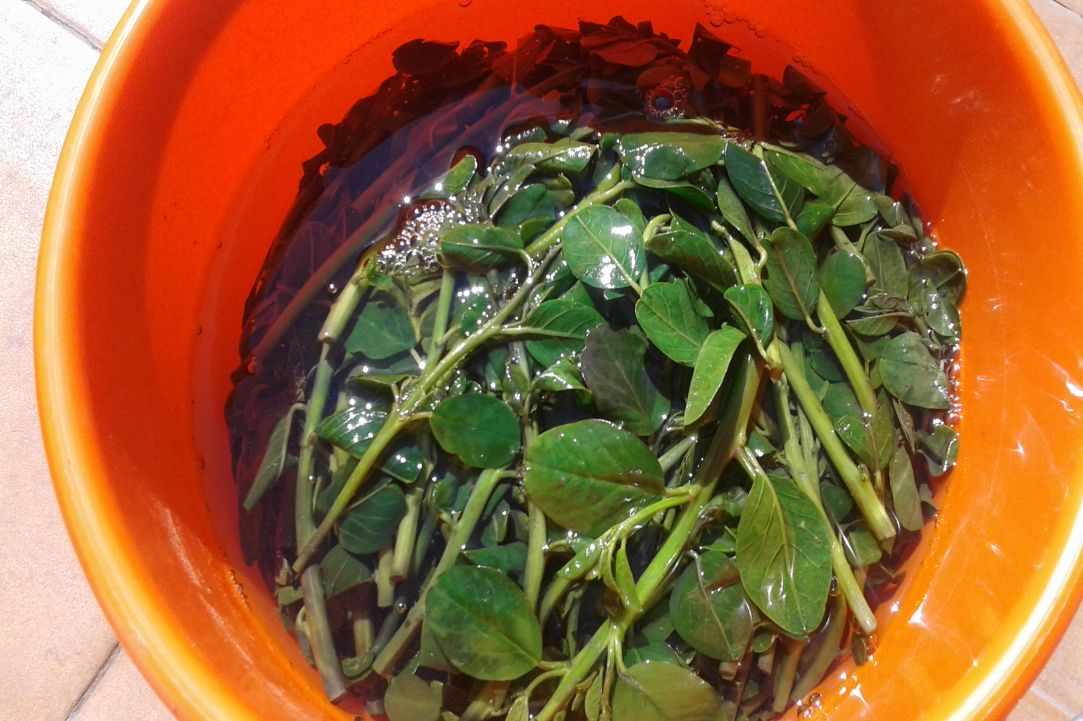 "Kapari" - Caper plant