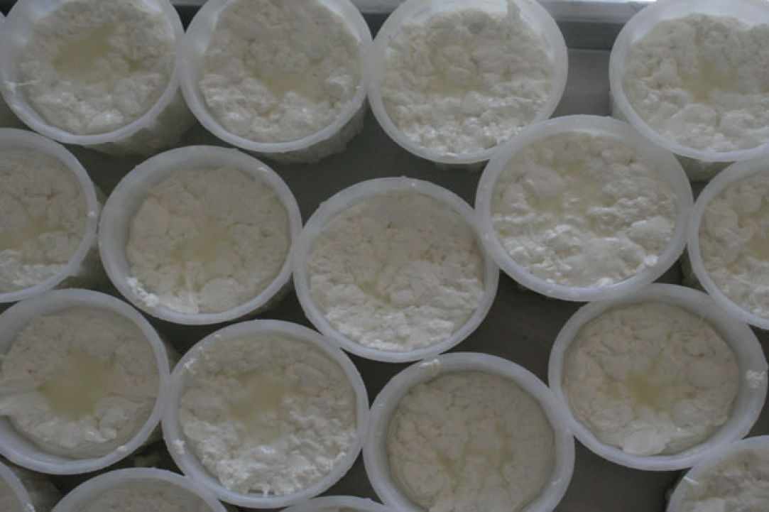Anari Cheese gallery image 5
