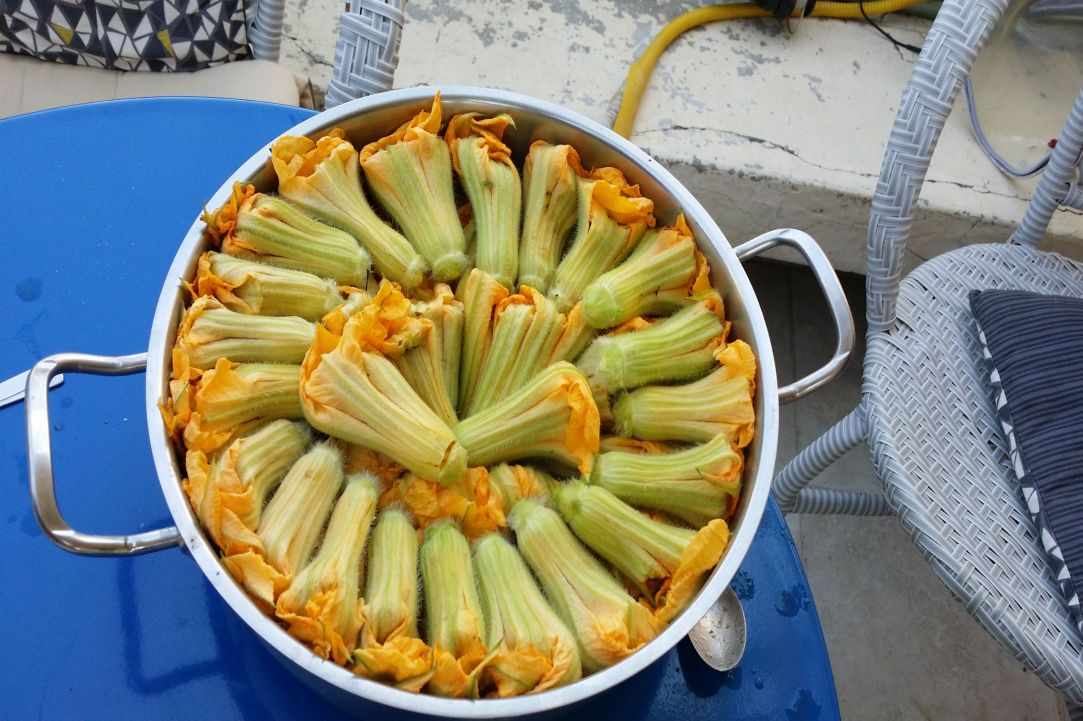 Stuffed zucchini blossoms recipe