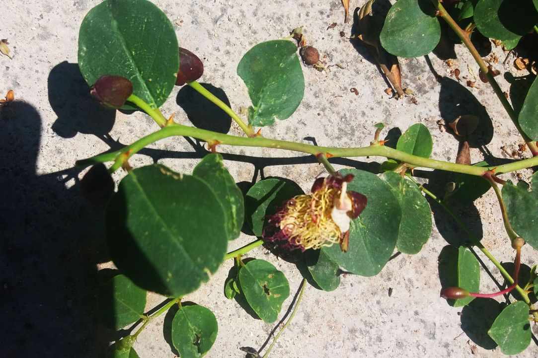 Caper plant