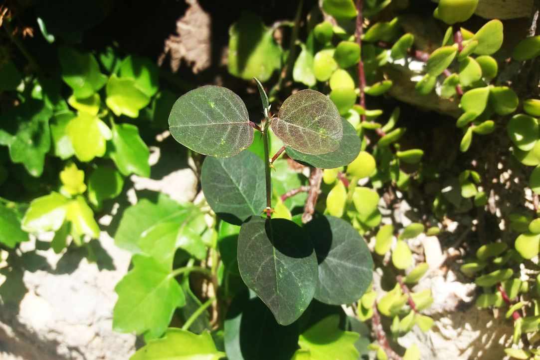 Caper plant