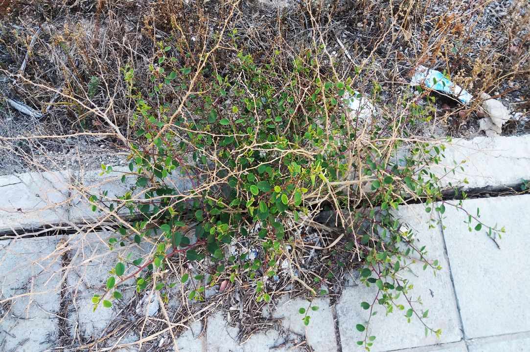 Caper plant