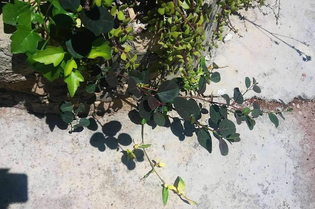 Caper plant