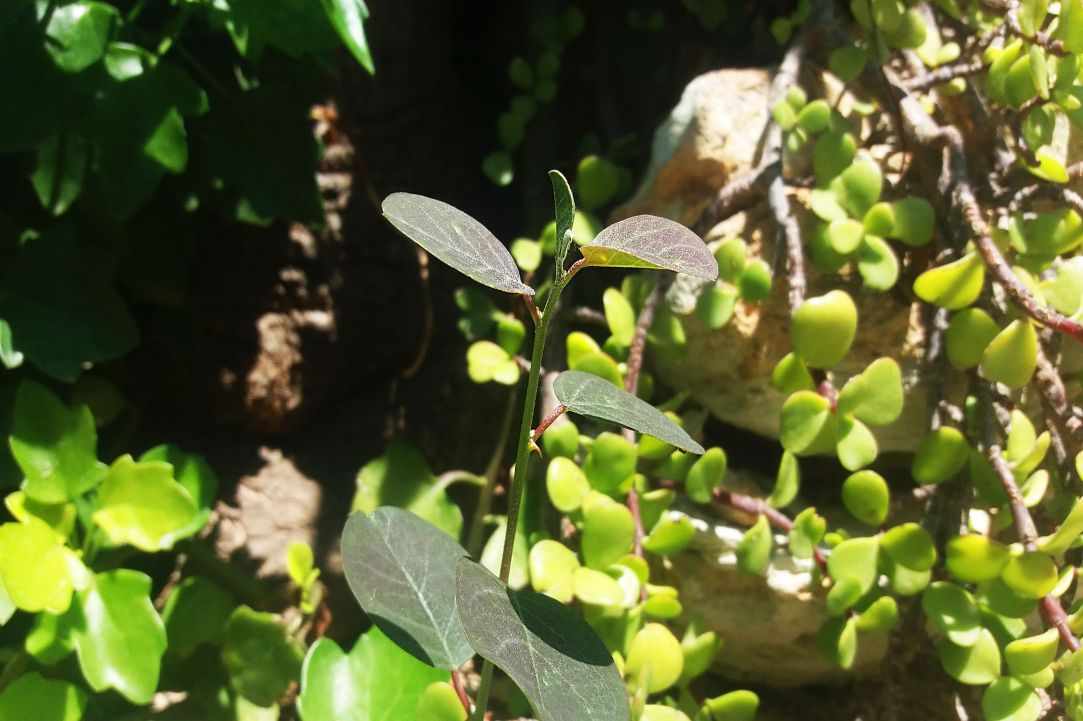 Caper plant