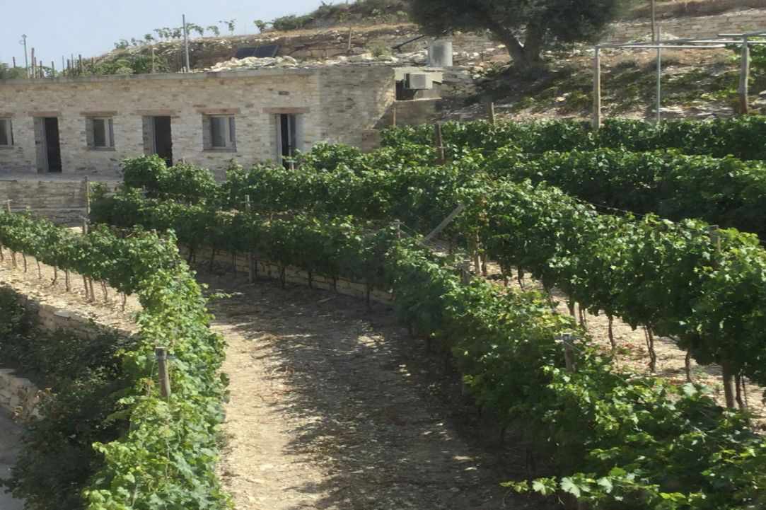 Proti Stagona