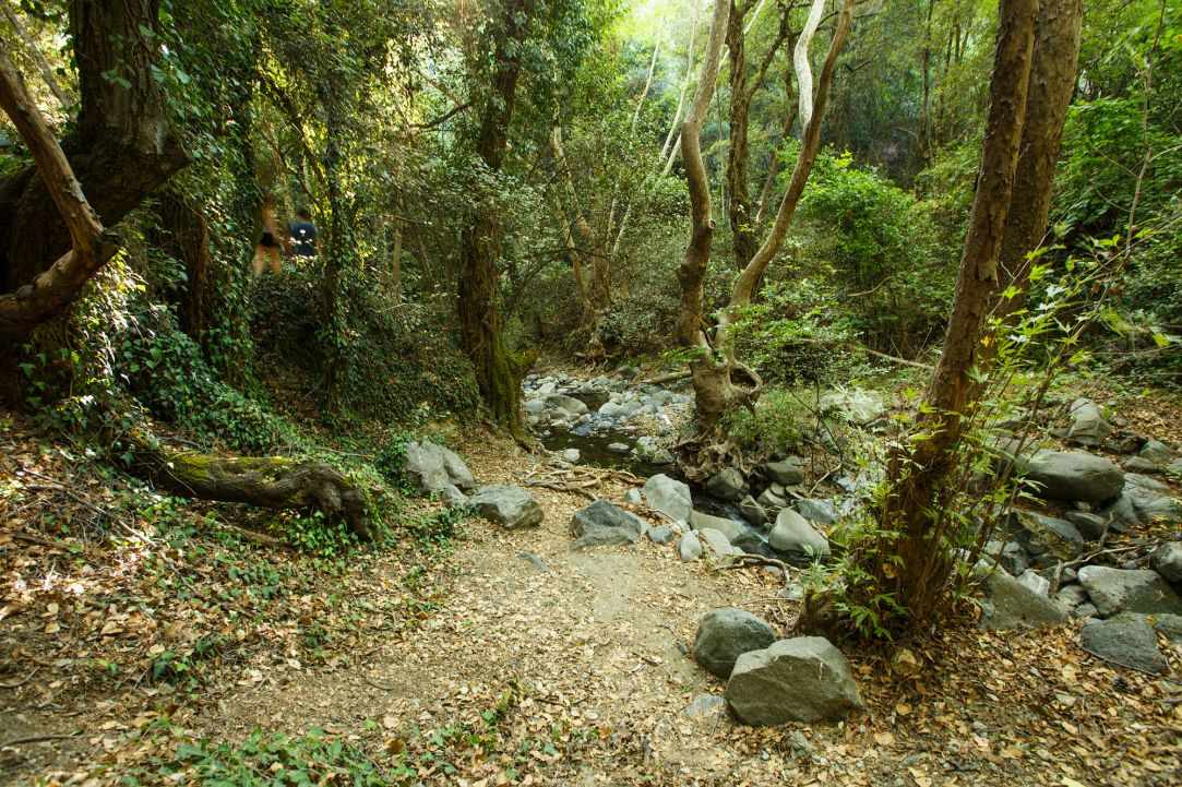 Cyprus Forests are beautiful