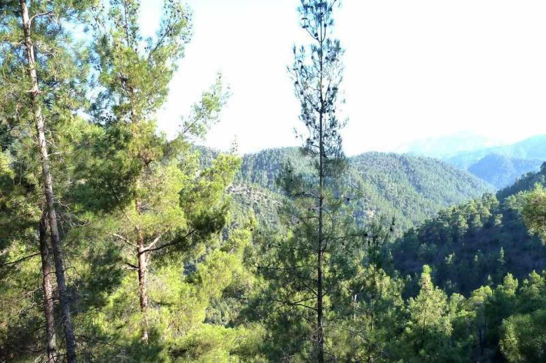 Cyprus Forests are beautiful