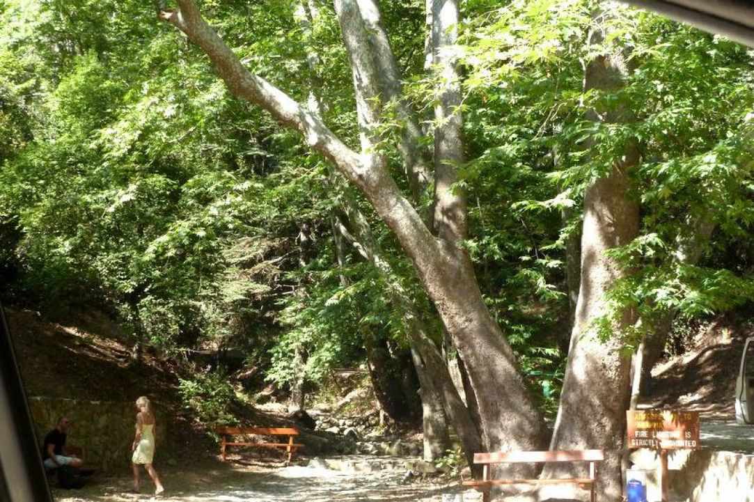 Cyprus Forests are beautiful