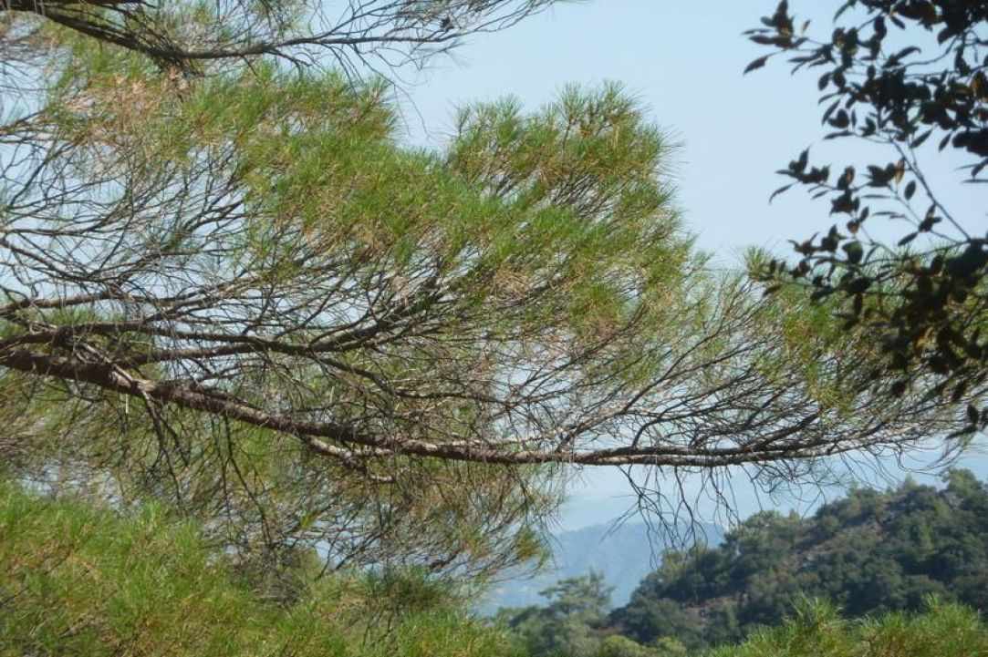 Cyprus Forests are beautiful