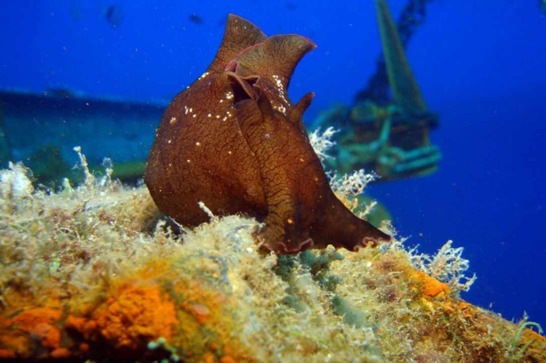 Marine Life in Cyprus