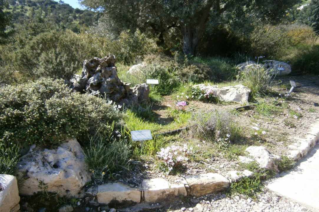 Ακάμας: