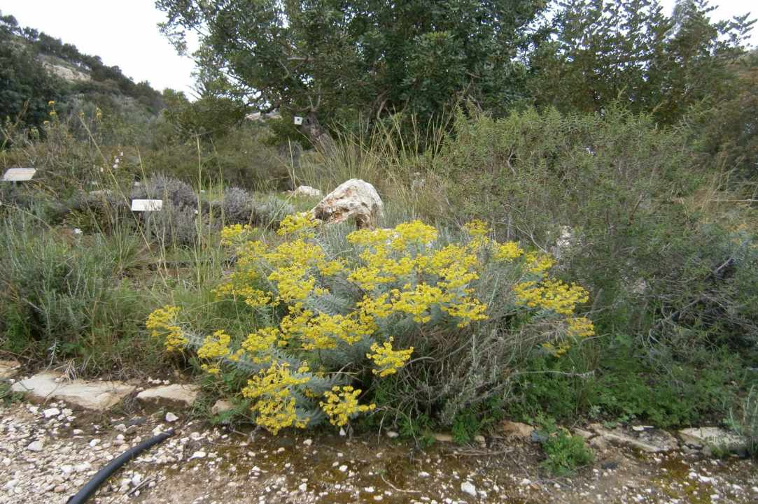 Ακάμας: