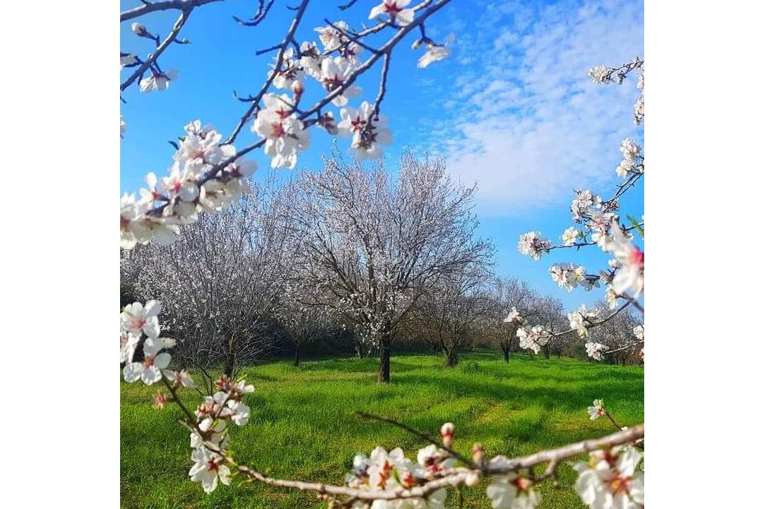 5η Γιορτή ανθισμένης αμυγδαλιάς στη Γιόλου