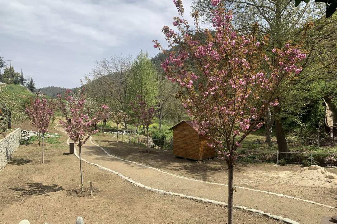 Η Μαγεία των Sakura επιστρέφει στον Κάμπο!