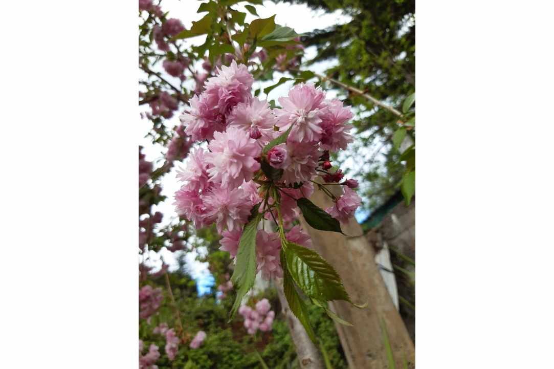 Η Μαγεία των Sakura επιστρέφει στον Κάμπο!
