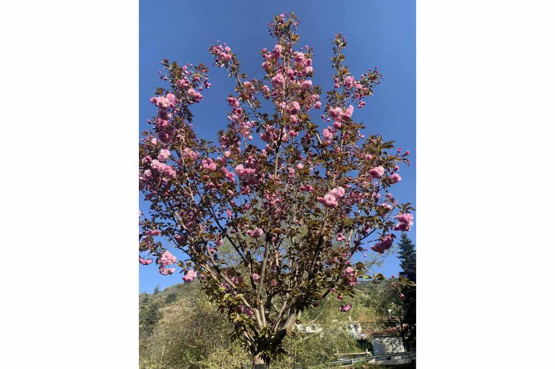 Η Μαγεία των Sakura επιστρέφει στον Κάμπο!