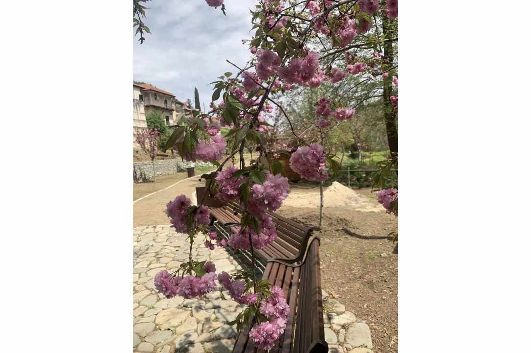 Η Μαγεία των Sakura επιστρέφει στον Κάμπο!
