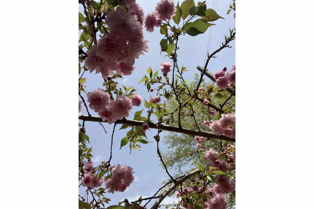 Η Μαγεία των Sakura επιστρέφει στον Κάμπο!