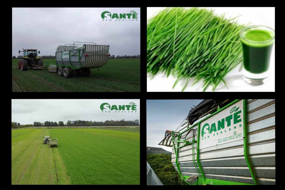 Organic Barley Grass  - the new Superfood now in Cyprus!