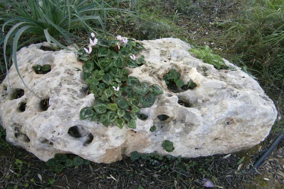 Ακάμας: