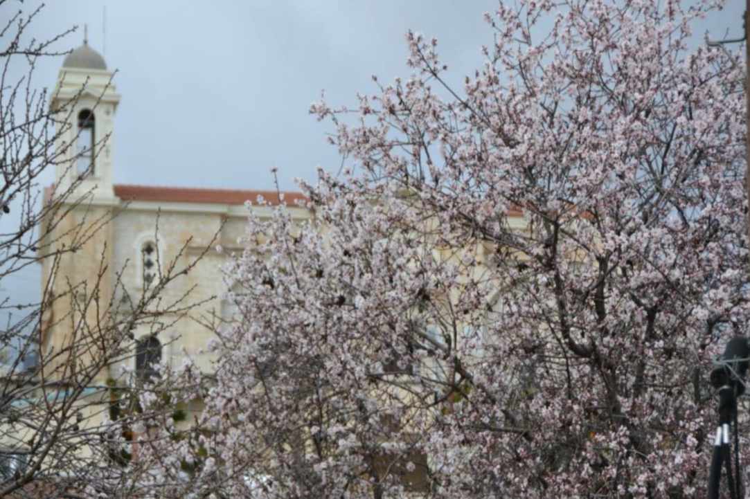 Γιορτή της Αμυγδαλιάς 2020