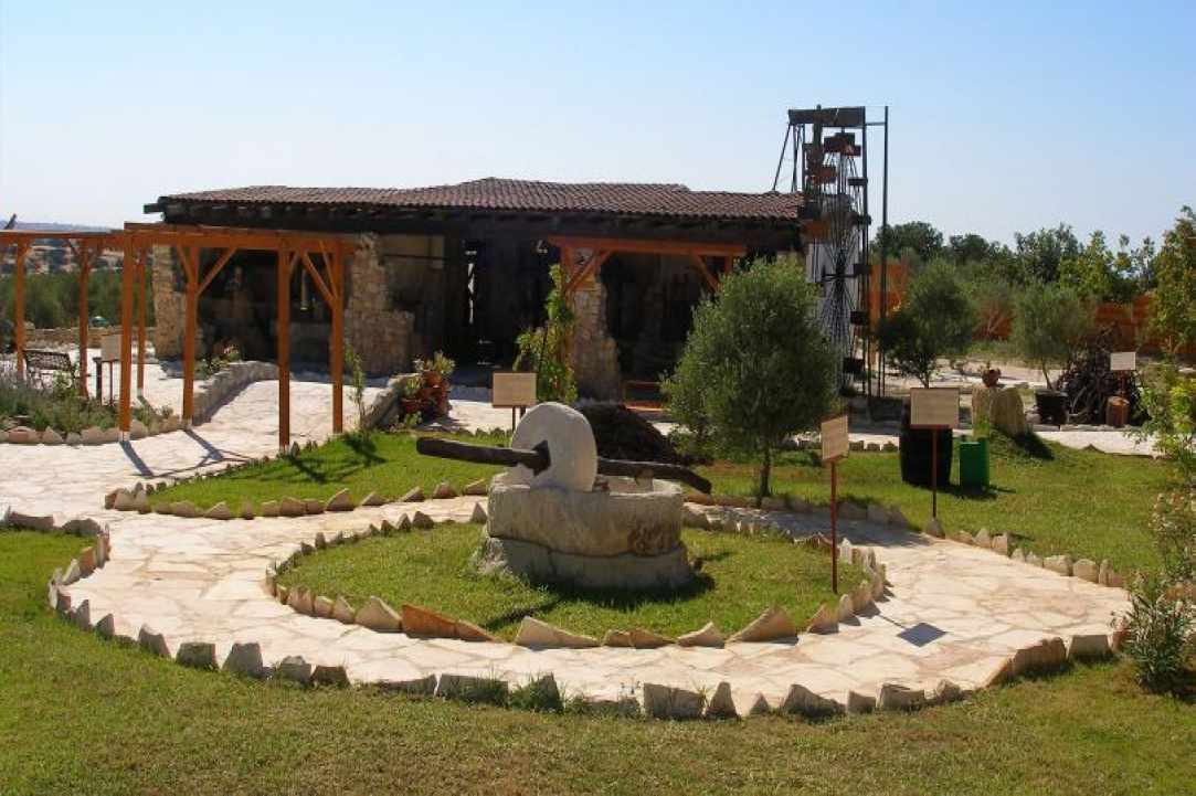 Olive Tree Day – At the olive park Oleastro, Anogyra, Limassol