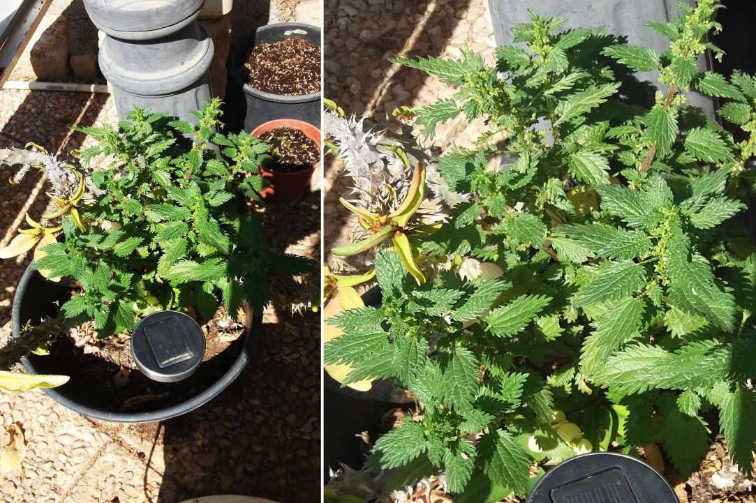 Stinging Nettle Herb Benefits. Learning about herbs.