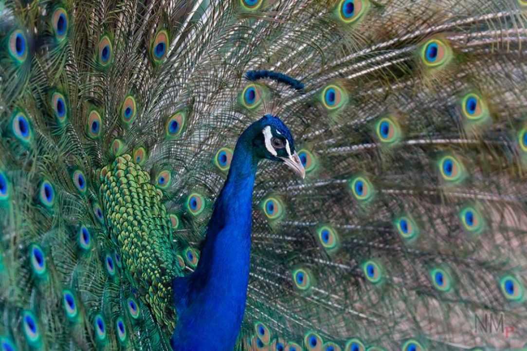 "Melios" strong passion and love for birds & animals