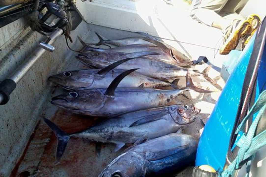 Angling for Alalunga - Albacore Tuna in Cyprus
