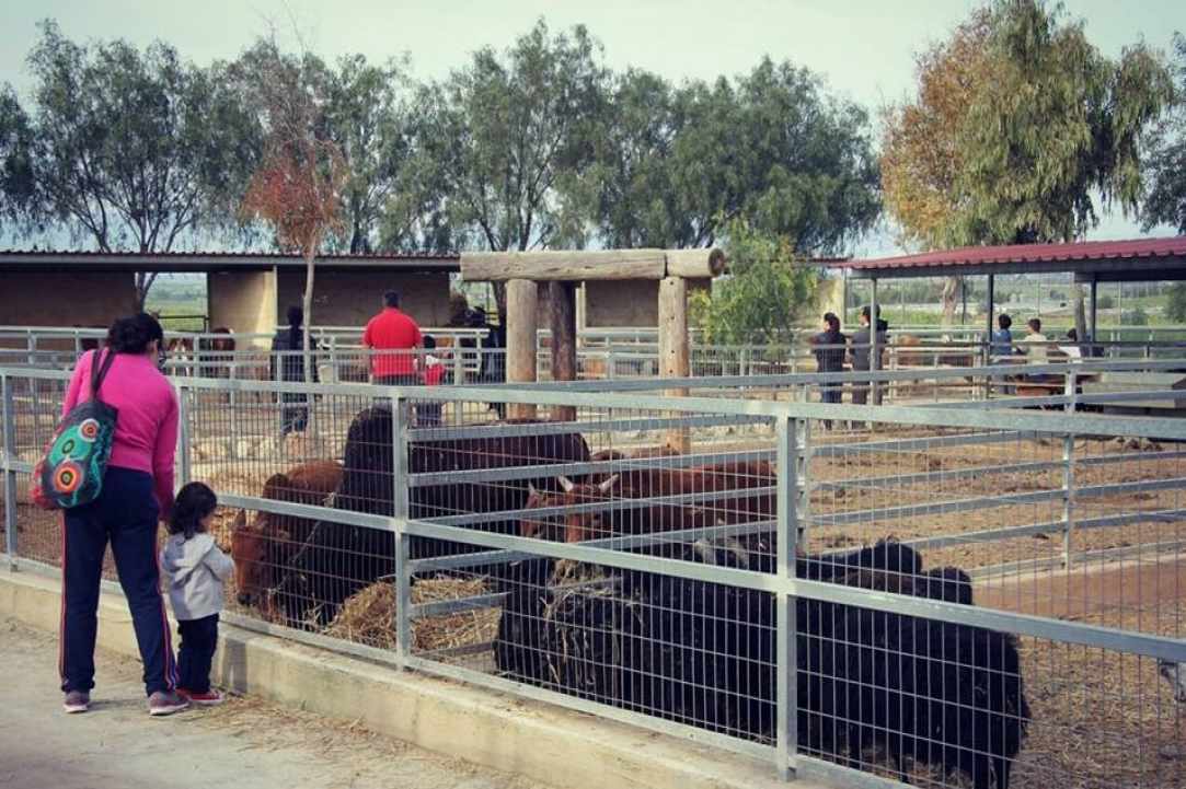 "Melios" strong passion and love for birds & animals