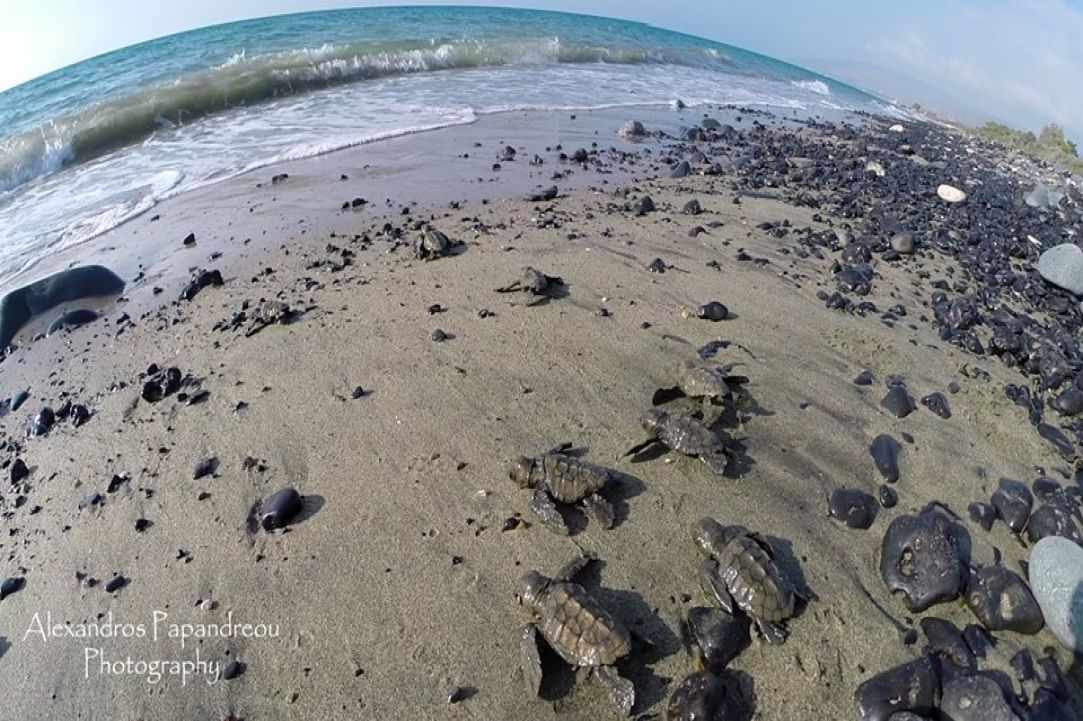 Caretta Caretta turtle 