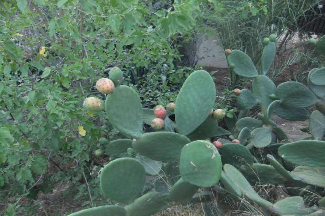 Panayia Eleousa: A beautiful place to visit