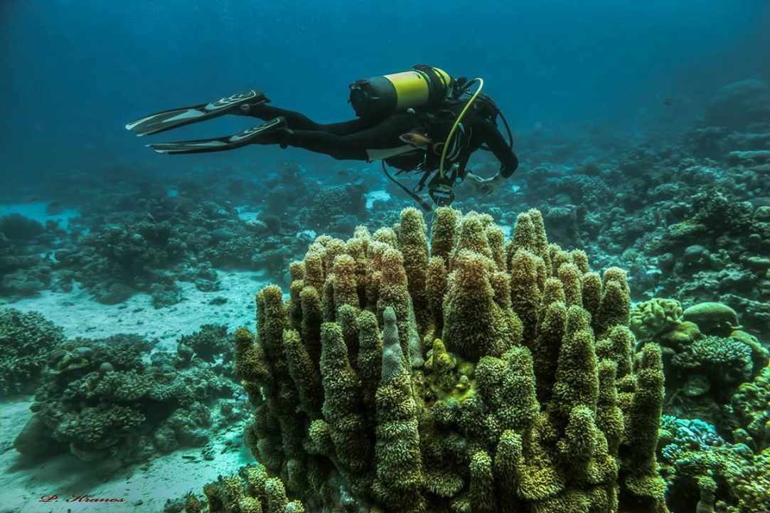 PADI Women's Dive Day 2017