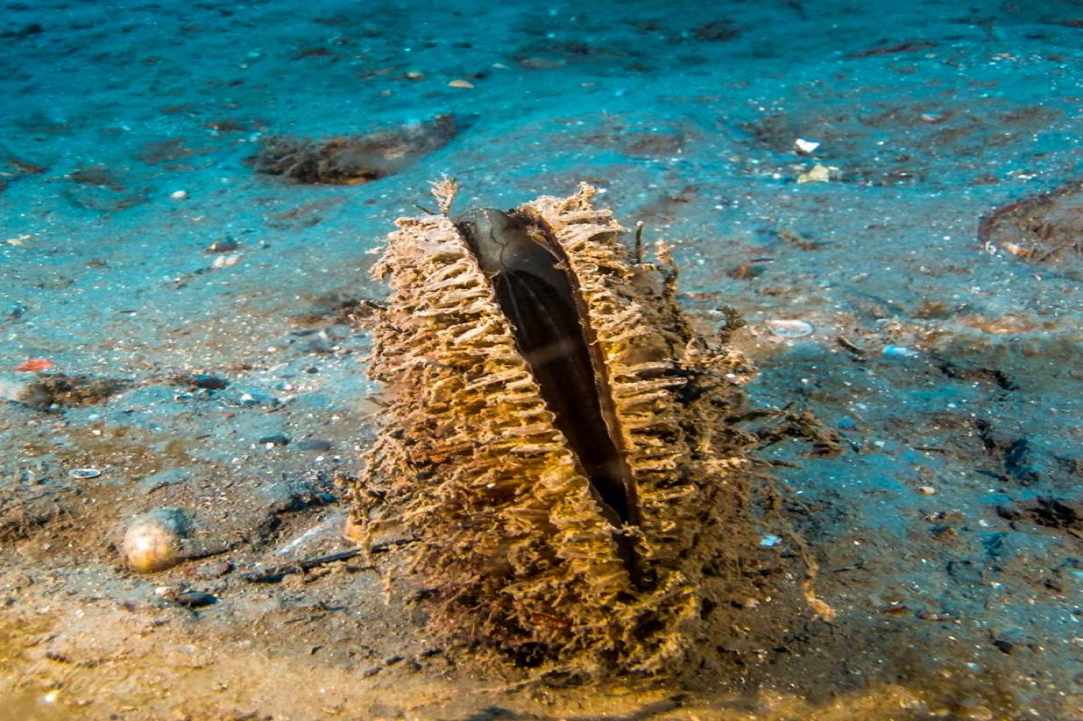 Marine Protected Areas with artificial reef