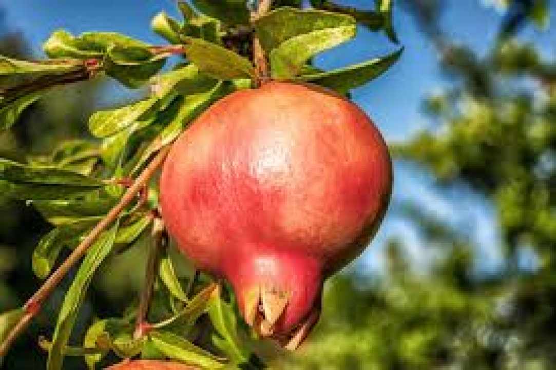 16ο Φεστιβάλ Ροδιού Ορμήδειας!