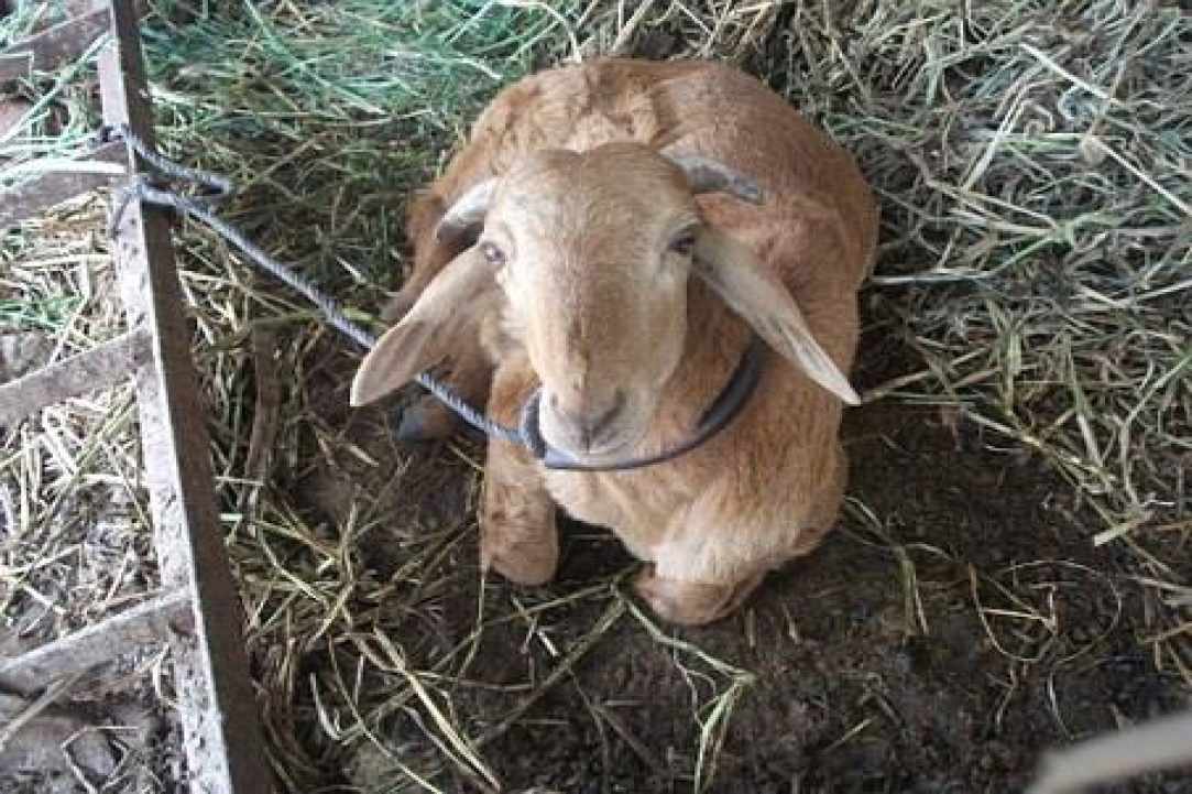 4th Cyprus protest for all animals