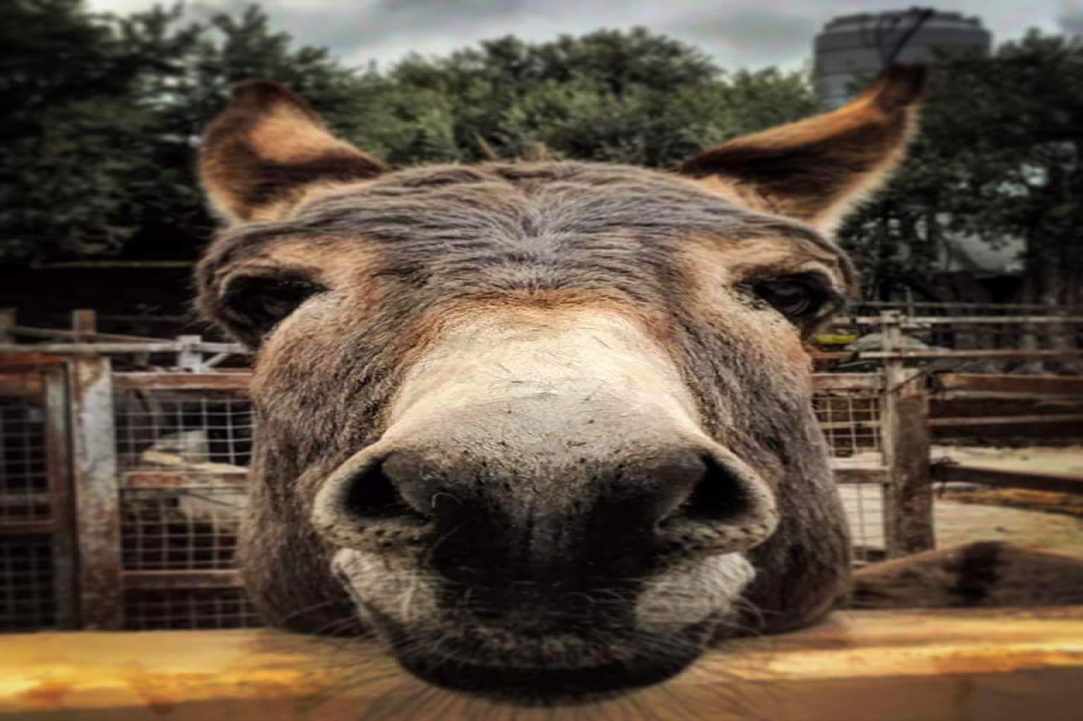 1st of May, let's go to the Golden Donkeys Farm!