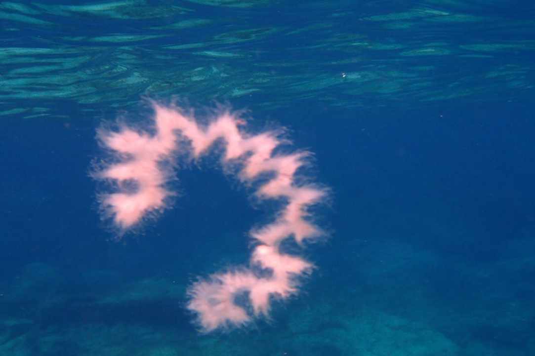 Jellyfish in Cyprus