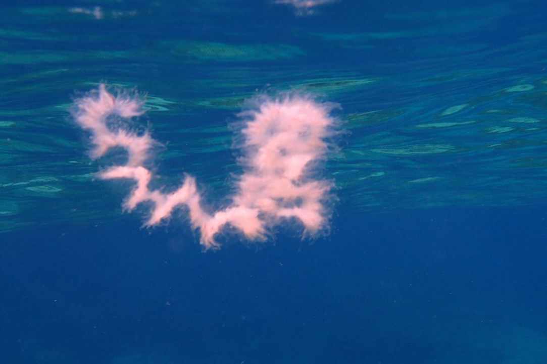 Jellyfish in Cyprus