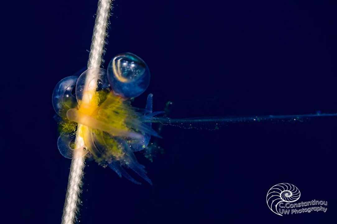 Jellyfish in Cyprus