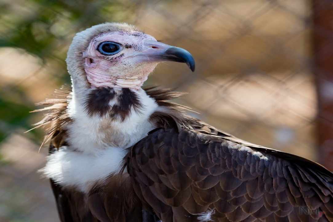 "Melios" strong passion and love for birds & animals