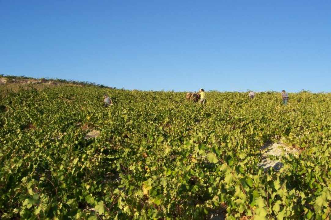 Palouze's feast in Arsos on Sunday 24 September